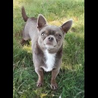 Chihuahua
