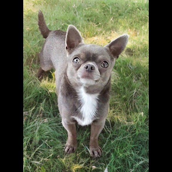 Chihuahua