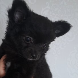 Chihuahua - Both