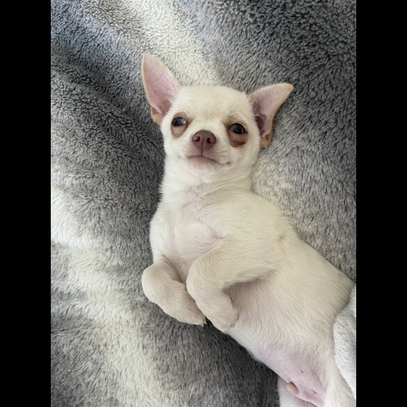 Chihuahua - Dogs
