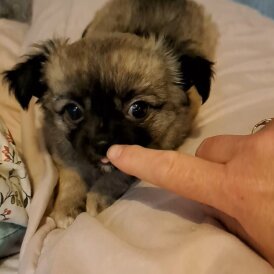 Chihuahua - Both
