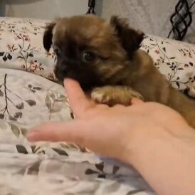 Chihuahua - Both