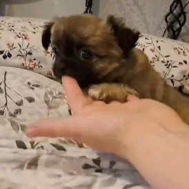 Chihuahua - Both