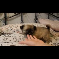 Chihuahua - Both