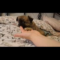 Chihuahua - Both