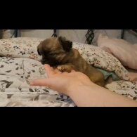 Chihuahua - Both