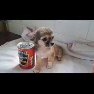 Chihuahua - Both