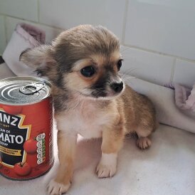 Chihuahua - Both