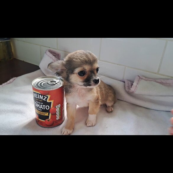 Chihuahua - Both