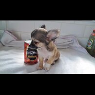 Chihuahua - Both