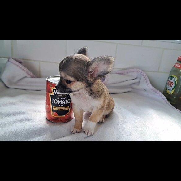 Chihuahua - Both