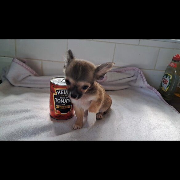 Chihuahua - Both