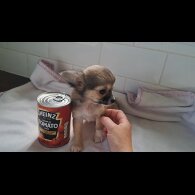 Chihuahua - Both