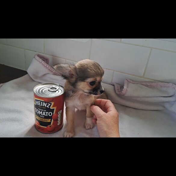 Chihuahua - Both