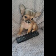 Chihuahua - Both