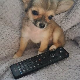 Chihuahua - Both
