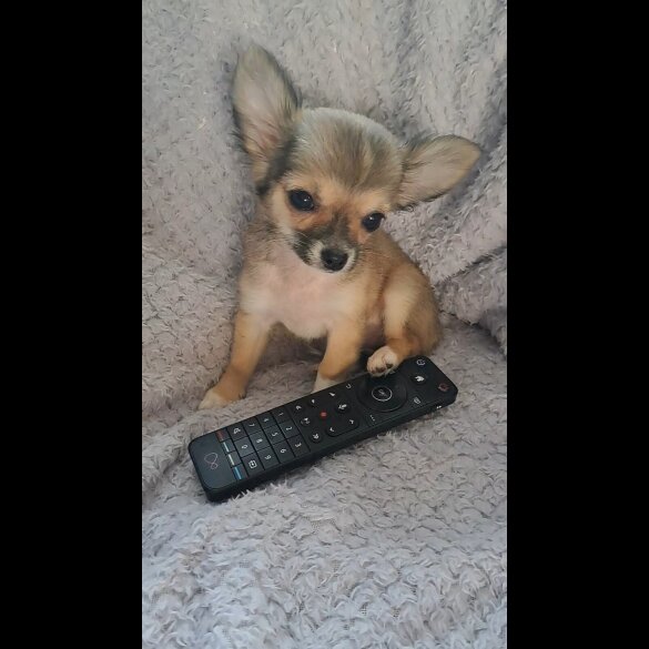 Chihuahua - Both