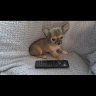 Chihuahua - Both
