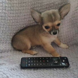 Chihuahua - Both