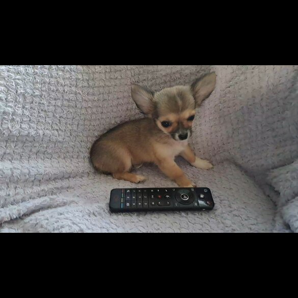 Chihuahua - Both