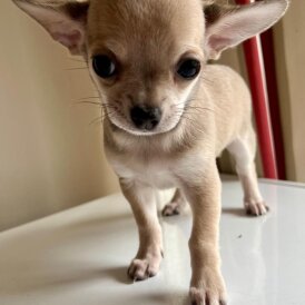 Chihuahua - Both