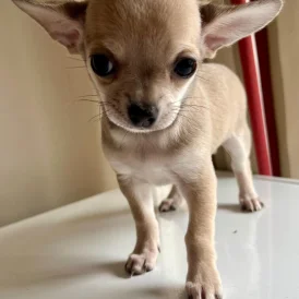 Chihuahua - Both