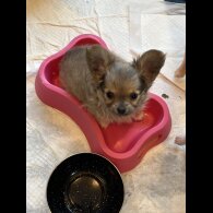 Chihuahua - Both