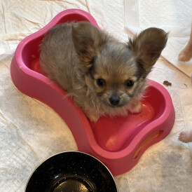 Chihuahua - Both