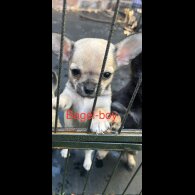 Chihuahua - Both