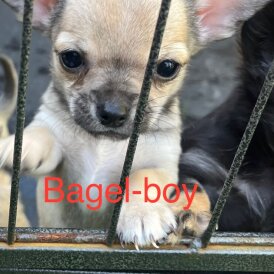 Chihuahua - Both