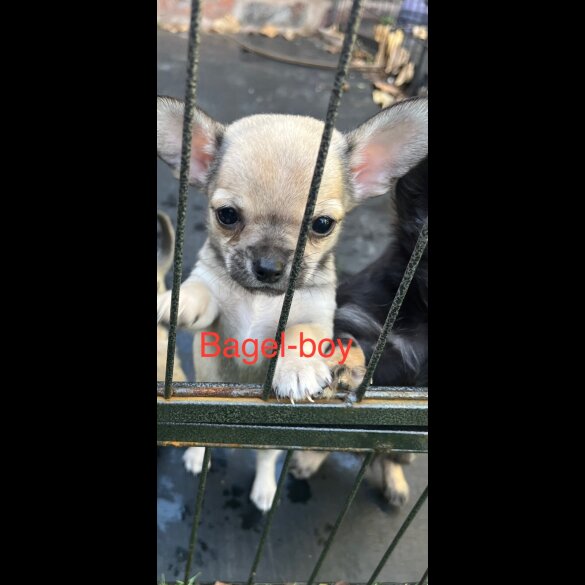 Chihuahua - Both