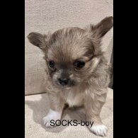 Chihuahua - Both