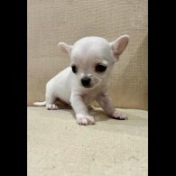 Chihuahua - Both