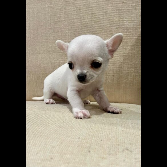Chihuahua - Both