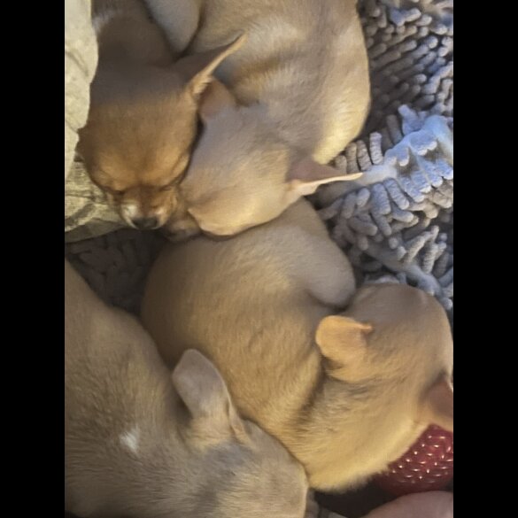 Chihuahua - Bitches