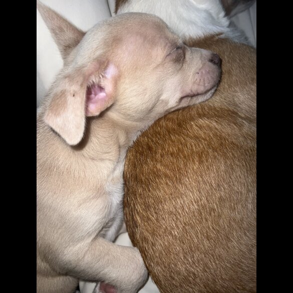 Chihuahua - Bitches