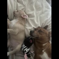 Chihuahua - Bitches