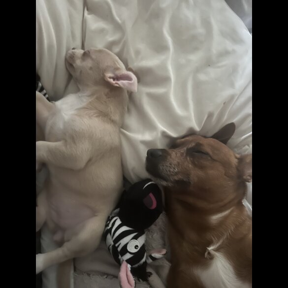 Chihuahua - Bitches