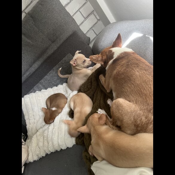 Chihuahua - Bitches