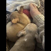 Chihuahua - Bitches