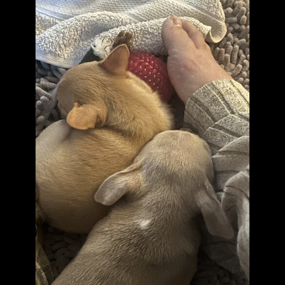 Chihuahua - Bitches
