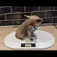 Chihuahua