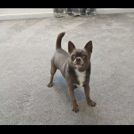 Chihuahua