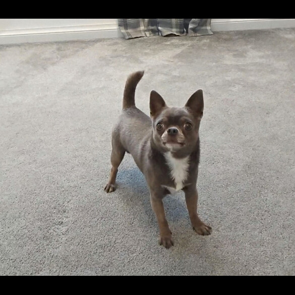 Chihuahua