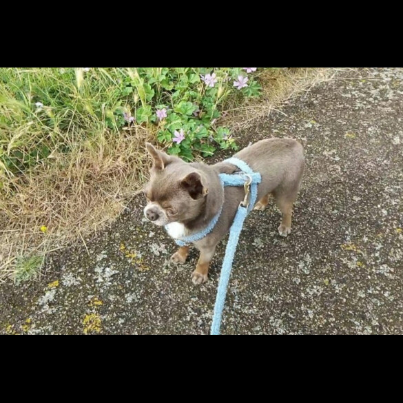 Chihuahua