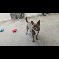 Chihuahua