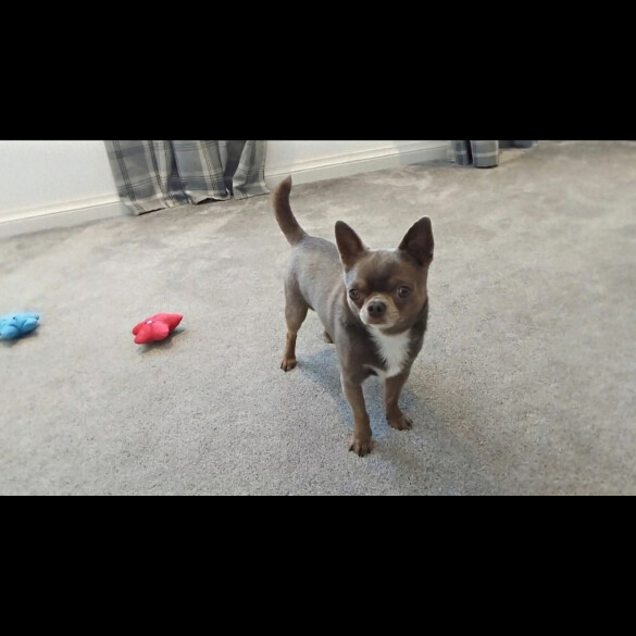 Chihuahua