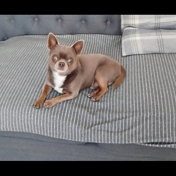Chihuahua