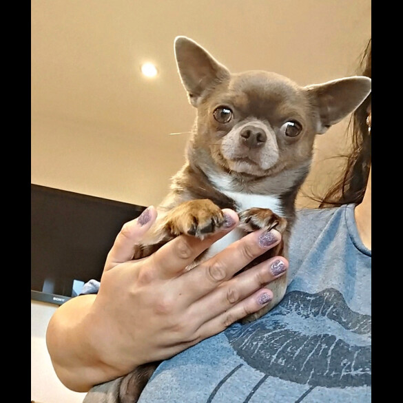 Chihuahua