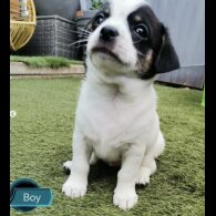 Chihuahua - Both